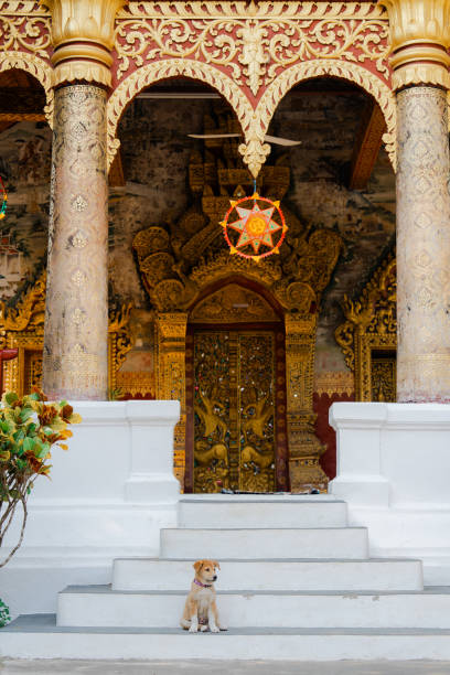 Dog sitting on stairs to buddhist temple in Laos