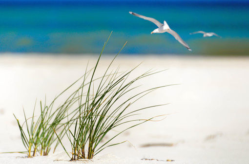 grass on the beach, blur background