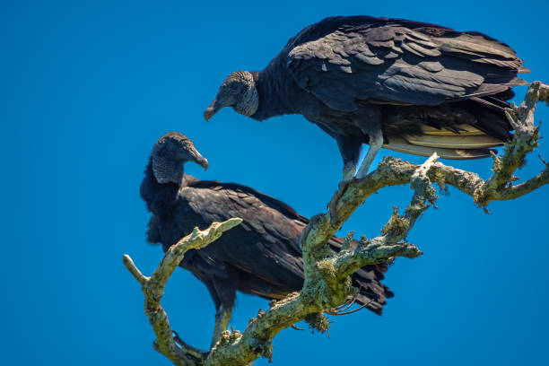 istock Vulture couple perched on a dead tree branch, Buzios (ArmaÃ§Ã£o dos BÃºzios), Rio de Janeiro, Brazil 1973123123