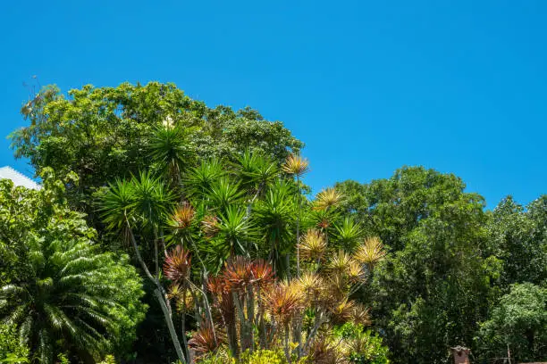 Photo of Luxuriant tropical vegatation in Buzios (ArmaÃ§Ã£o dos BÃºzios), Rio de Janeiro, Brazil