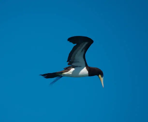 Photo of Masked booby about to dive down to catch a fish on the waters off the coast of Buzios (ArmaÃ§Ã£o dos BÃºzios), Rio de Janeiro, Brazil