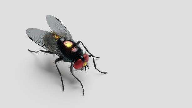 istock Pest fly close-up, annoying insect, blowfly on a white background. 3d render 1973124236