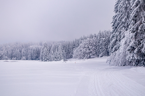 Cross-country skiing in the snowy Thuringian Forest near Floh-Seligenthal - Thuringia - Germany