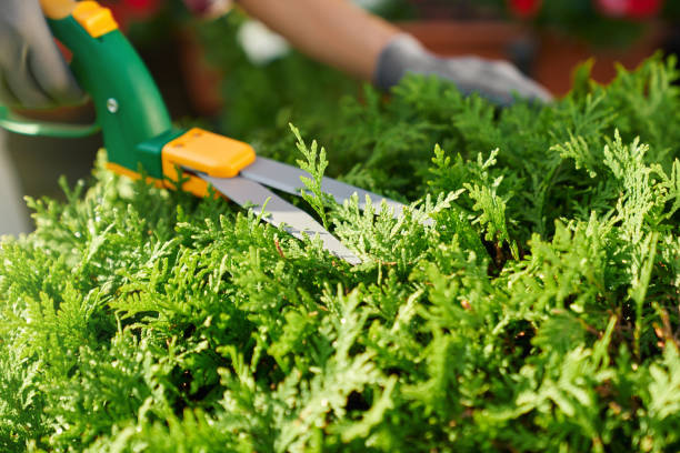 istock Close up of lady using gardening scissors for cutting bushes 1973144886