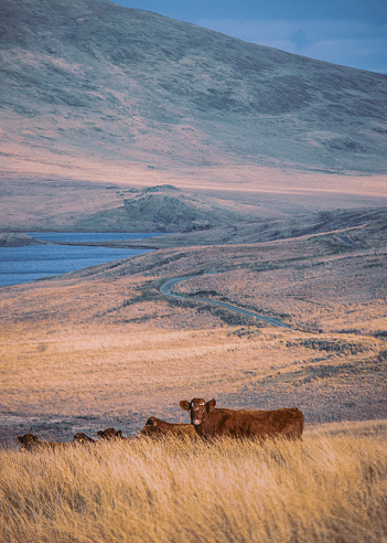 Some Highland cows grassing around this beautiful landscape scenery in north Wales with Nant y Moch reservoir at the back