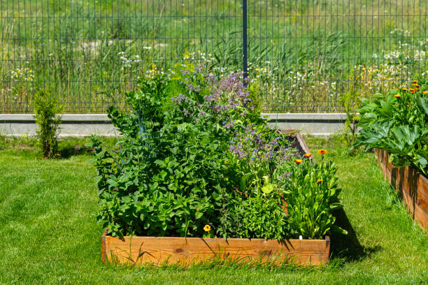 istock A wooden crate with various vegetables, standing on the grass in the garden. 1973193031