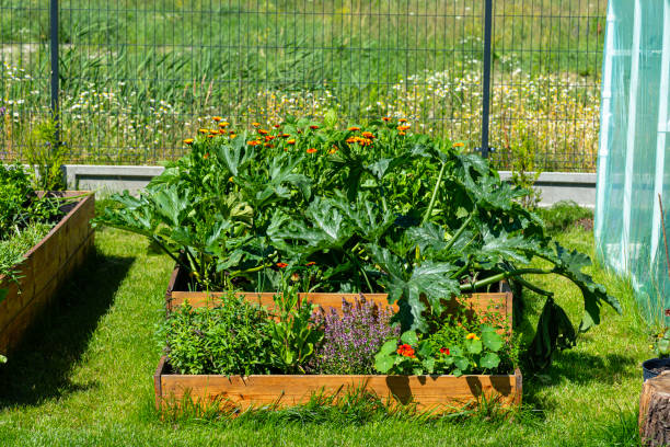istock A wooden crate with various vegetables, standing on the grass in the garden. 1973193042