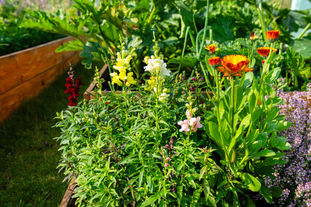 istock A wooden crate with various vegetables, standing on the grass in the garden. 1973194660