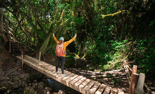 A person standing on a wooden bridge in a lush forest