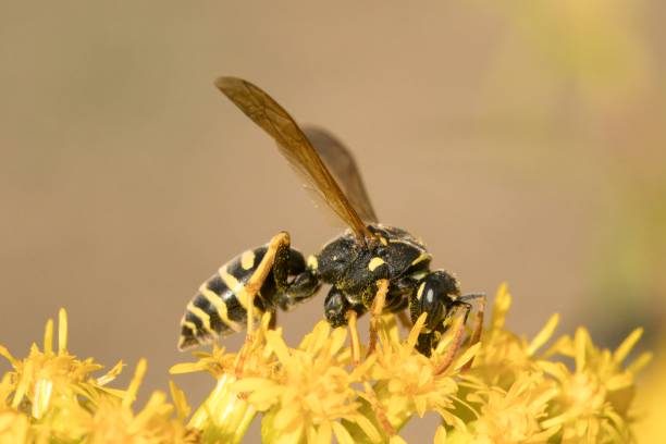 istock Paper wasp on the flower 1973198340