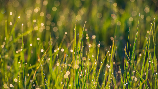 Dew drops on grass stems. Summer season. Web banner.