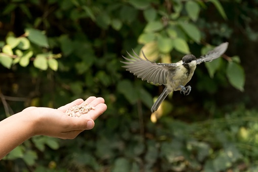 Great tit flying to hand for sunflower seeds