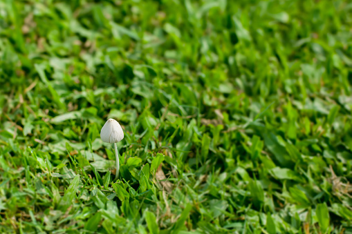 A delicate mushroom appears amidst a field of dense green grass, highlighting the beauty of natural flora in daylight
