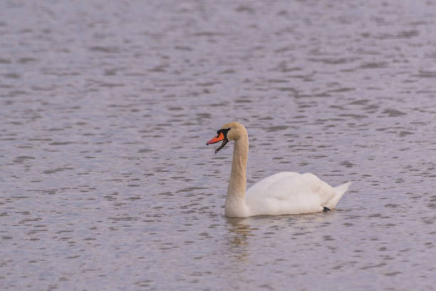 istock White swan on a winter lake 1973226167