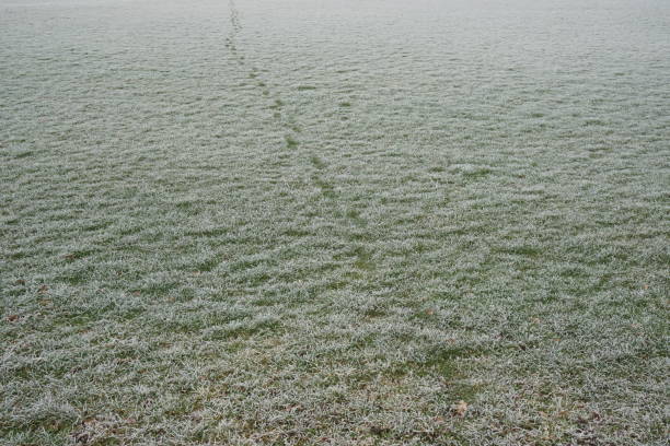 A single line of ootprints cross this meadow on a frosty winter day, where the grass is covered in hoarfrost.