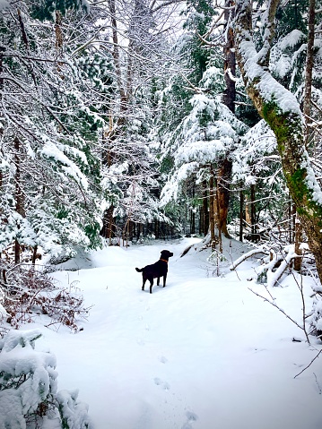 A Labrador Retriever enjoying a snowy walk in the forest