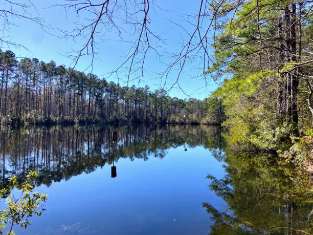 istock Francis Marion National Forest, South Carolina 1973254824