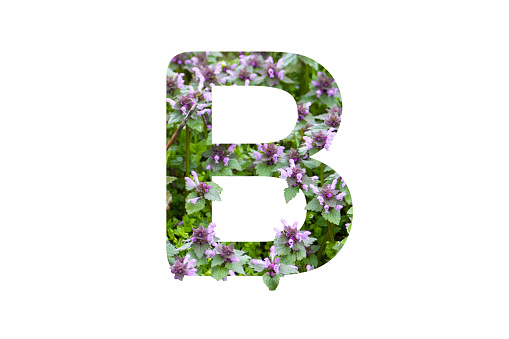 letter B made of grass and flowers, alphabet