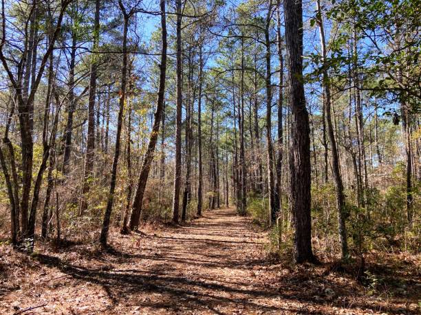 istock Francis Marion National Forest, South Carolina 1973270705
