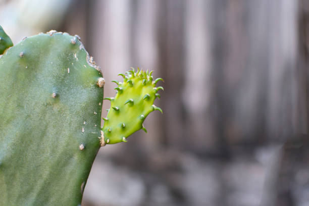 cactus plant is sprouting new growth. A prickly pear cactus with new growth. Plant care