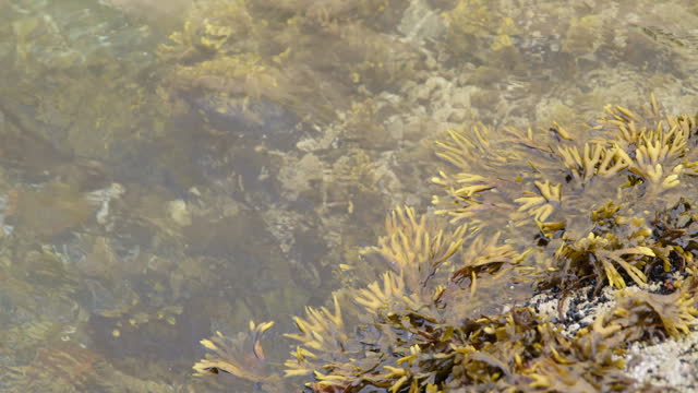 Seaweed in Vancouver, BC