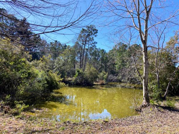 istock Francis Marion National Forest, South Carolina 1973273347