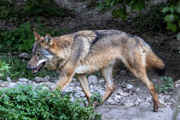 istock European Grey Wolf, Canis lupus in a german park 1973279184