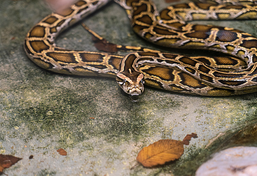 An yellow eye lash viper snake (Bothriechis schlegelii) coiled around a branch