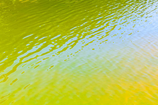 Greenish yellow lake or pond water texture in Hemmoor Hechthausen Cuxhaven Lower Saxony Germany.