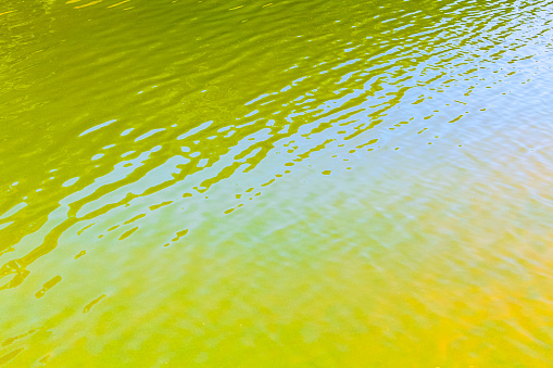 Greenish yellow lake or pond water texture in Hemmoor Hechthausen Cuxhaven Lower Saxony Germany.