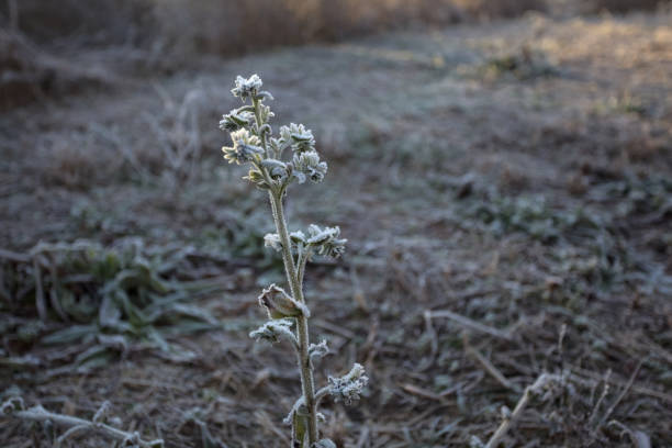 Un groupe de plantes sauvages dans la gelée matinale