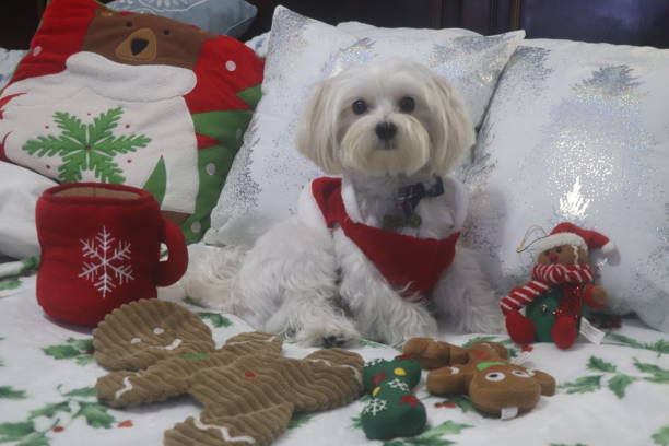 istock Maltese Dog ready for Christmas. 1973305072