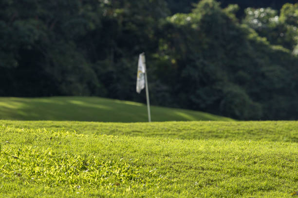 Field of summer green grass with golf course background
