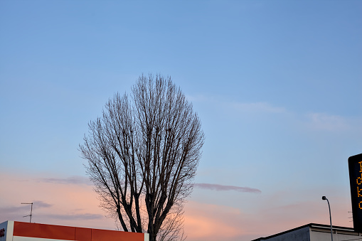 Bare poplar with the sky at sunset as background