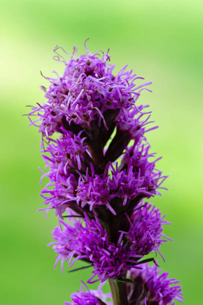Daytime outdoor side view macro close-up of a flowering purple 'dense blazing star' wildflower plant (Liatris Spicata), back lit with defocussed green trees in the background