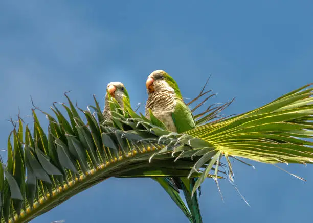 Photo of A noisy pair of Monk Parakeets (Myiopsitta monachus) on a plam tree in the ramblas of Montevideo, Uruguay. A Resident population in this part of South America