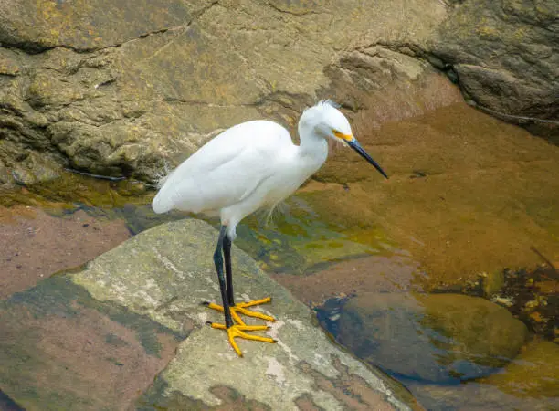 Photo of Closeup of a beautiful snowy egret (Egretta thula) a small wahite heron Native to North, Central and South America. Montevideo, Uruguay