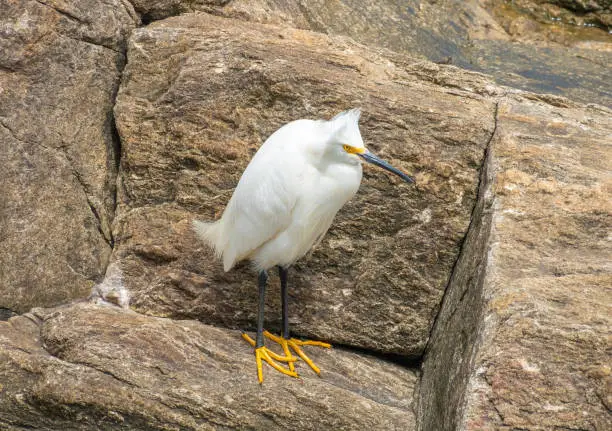 Photo of Closeup of a beautiful snowy egret (Egretta thula) a small wahite heron Native to North, Central and South America. Montevideo, Uruguay