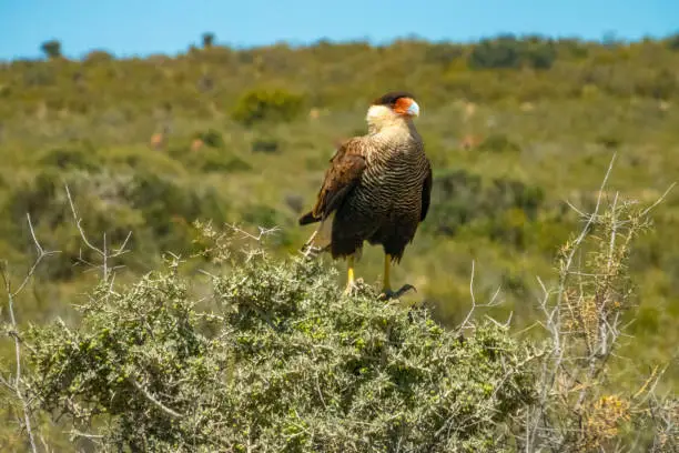 XXX perched on a bush in the arid lands of the ValdÃ©s Peninsula, Patagonia, Argentina