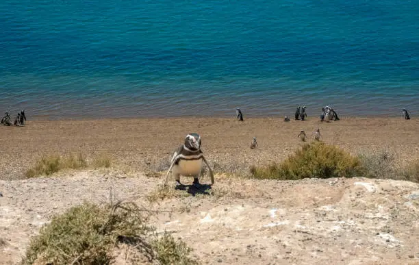 Fascinating Magellan penguin colonies breeding on the stunning coast of the ValdÃ©s Peninsula Nature Reserve, Patagonia, Argentina