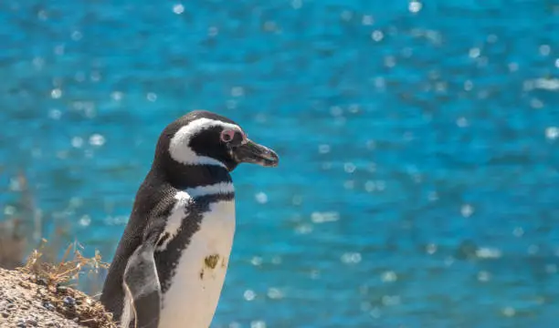 Closeup of a Magellan penguin on the stunning coast of the ValdÃ©s Peninsula Nature Reserve, Patagonia, Argentina