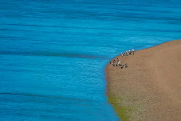 Fascinating Magellan penguin colonies breeding on the stunning coast of the ValdÃ©s Peninsula Nature Reserve, Patagonia, Argentina