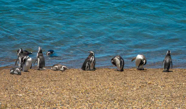 Fascinating Magellan penguin colonies breeding on the stunning coast of the ValdÃ©s Peninsula Nature Reserve, Patagonia, Argentina