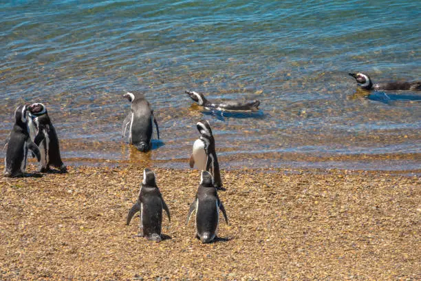 Fascinating Magellan penguin colonies breeding on the stunning coast of the ValdÃ©s Peninsula Nature Reserve, Patagonia, Argentina