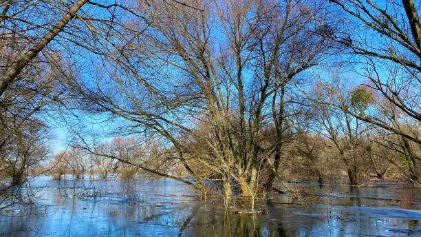 istock River floodplains, flooded trees 1973320757