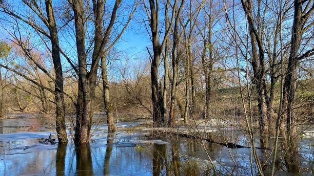 istock River floodplains, flooded trees 1973321274