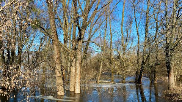 istock River floodplains, flooded trees 1973321282