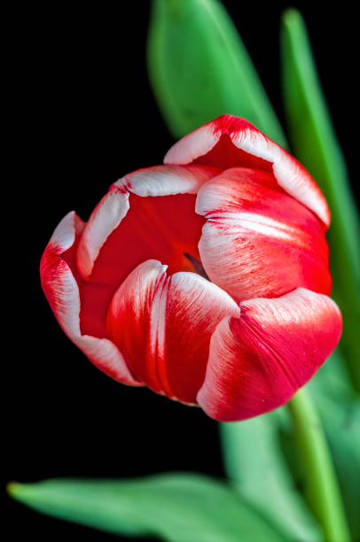Red and White Tulip Bloom with Stem and Leaves
