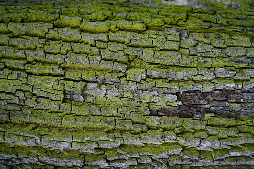 Tree bark with green moss. Natural background.
