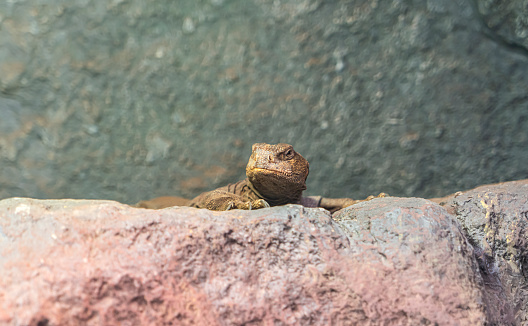 Spiny tailed agamid lizards / Uromastyx spiny genus asian agamid on the rock